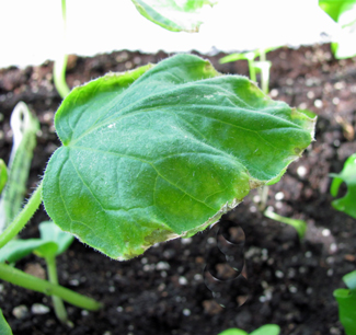Cucumber Plant leaves curling