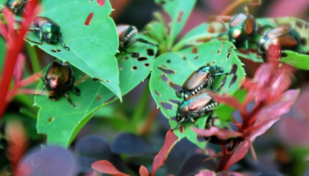 Japanese beetles eating plant foliage