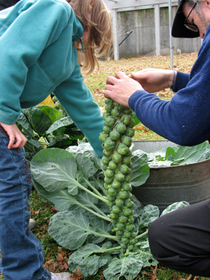 harvesting brussels sprouts out of the garden