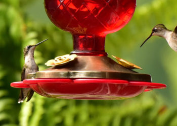 hummingbirds drinking from a feeder
