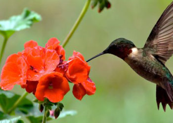 Hummingbird feeding on backyard flowers