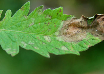 tomato leaf with late blight