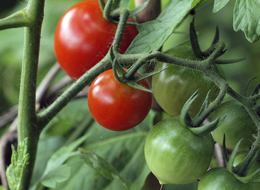 common tomato plant problems