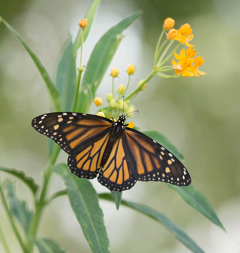 A Monarch butterfly on a milkweed plant