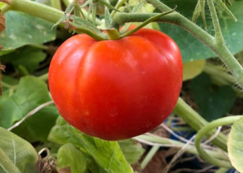 better boy tomato, one of the best gardening tomatoes
