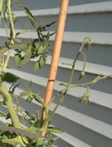 tomato plant with blossoms falling off
