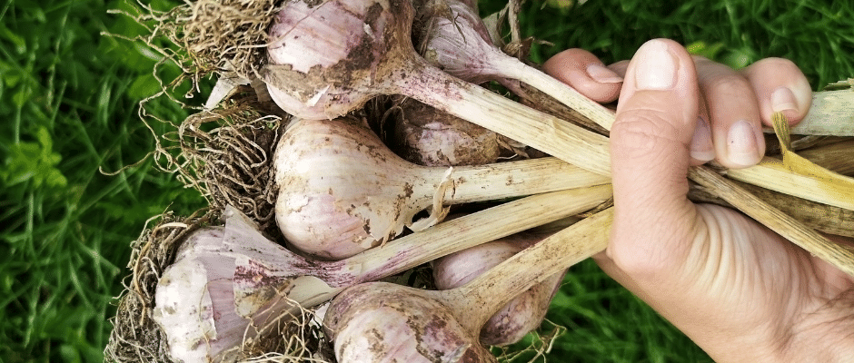 growing_garlic_bulbs