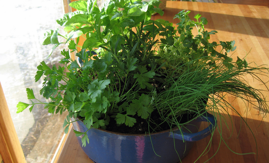 Growing herbs indoors during the winter