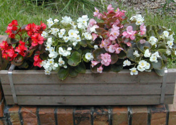 easy care instructions for growing begonias