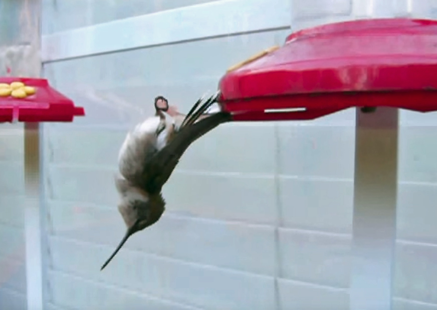 Hummingbird sleeping upside down on a bird feeder