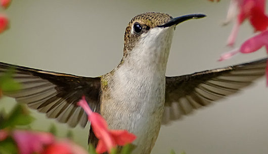 How to grow plants that attract hummingbirds