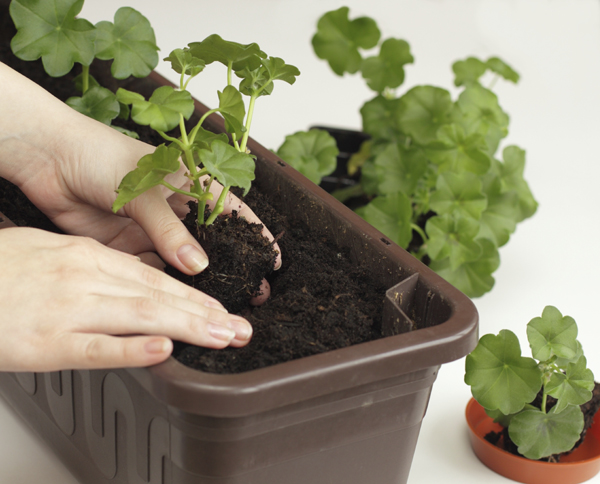 How to grow geranium plants from seed
