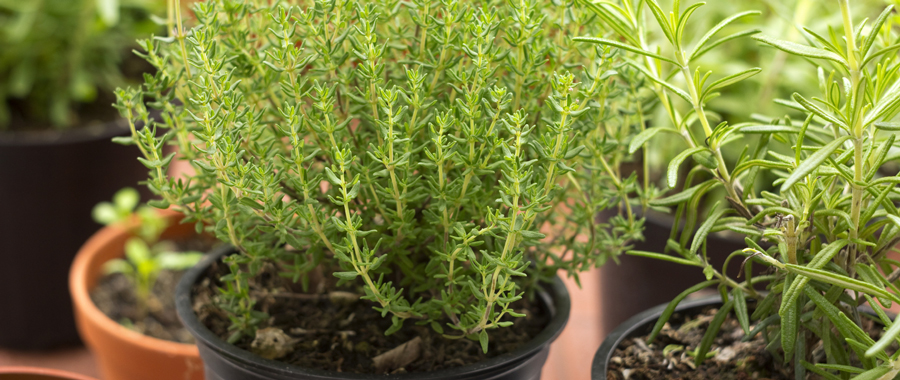 Potted Herb Plants On Sale Now