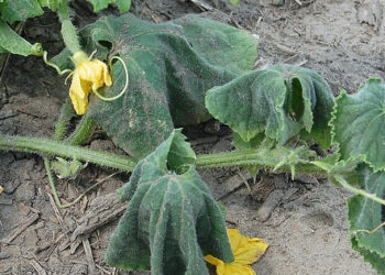 Plants infected with bacterial wilt disease