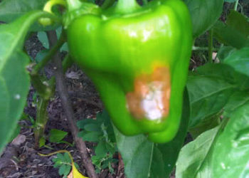 Green pepper rotting on the plant