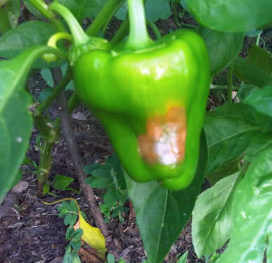 Green pepper rotting on the plant