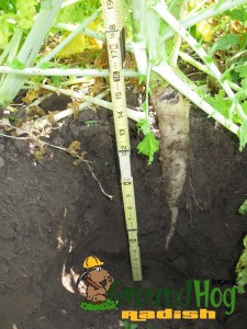 GroundHog Radish growing in garden soil