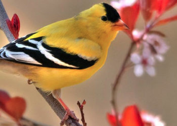 How to attract american goldfinches