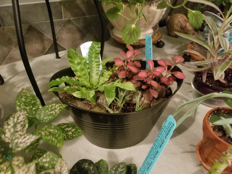 plants growing indoors