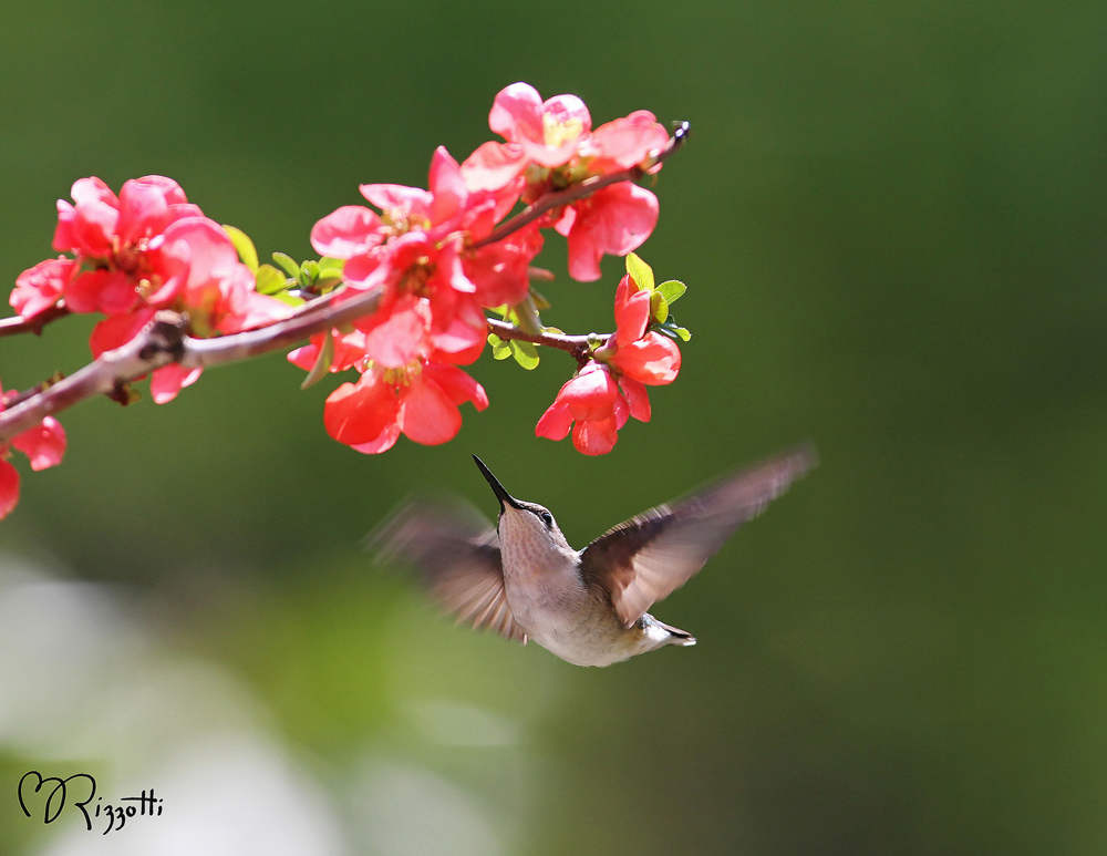Hummingbird dinning on a Chaenomeles flower