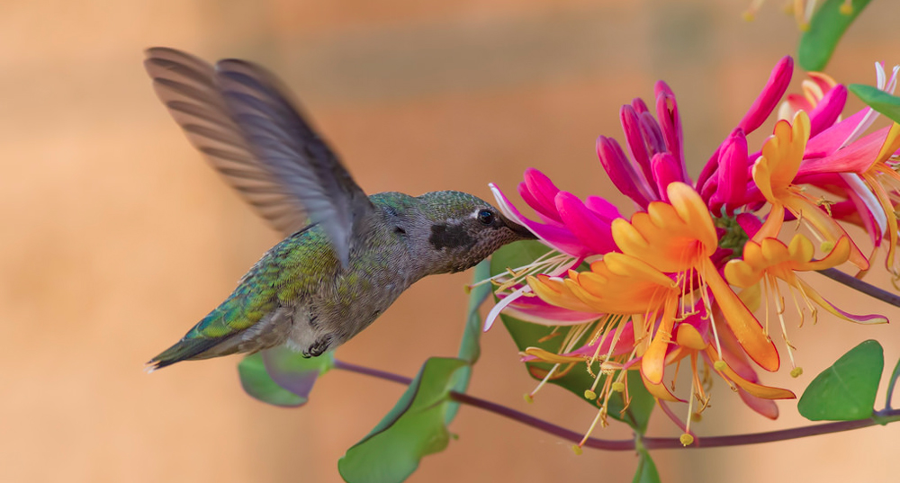 Annas Hummingbird dinning from a Honeysuckle flower blossom