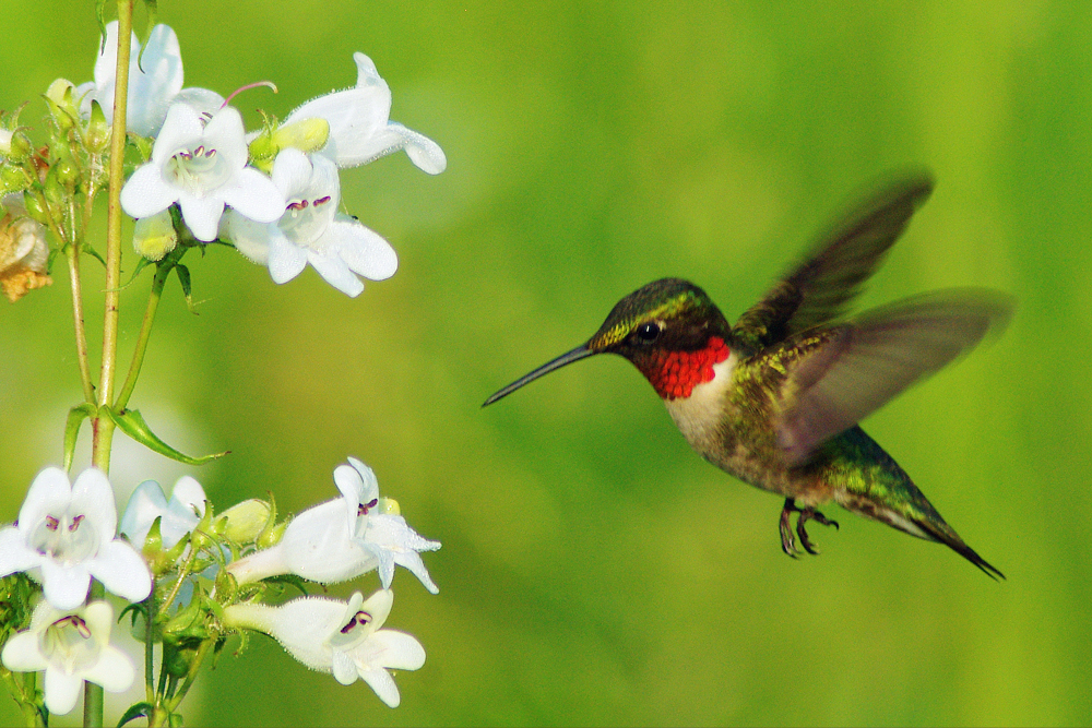 Male Ruby Throated Hummingbird eating from a Penstemon plant