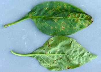 Pepper plant leaves that are diseased
