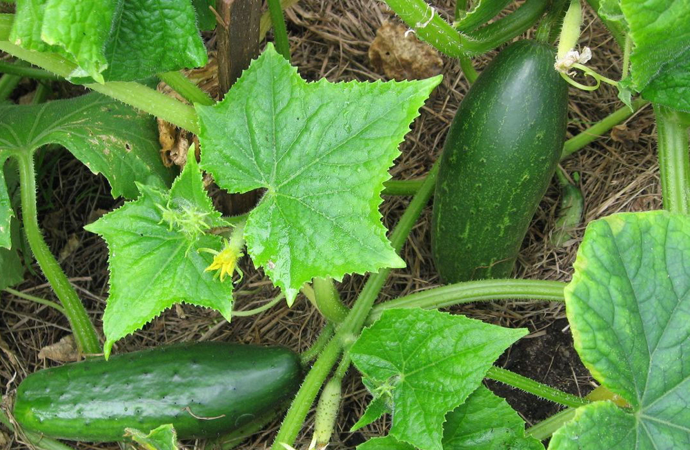 Cucumbers growing in the garden