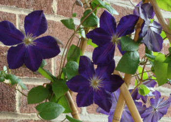 How to grow clematis
