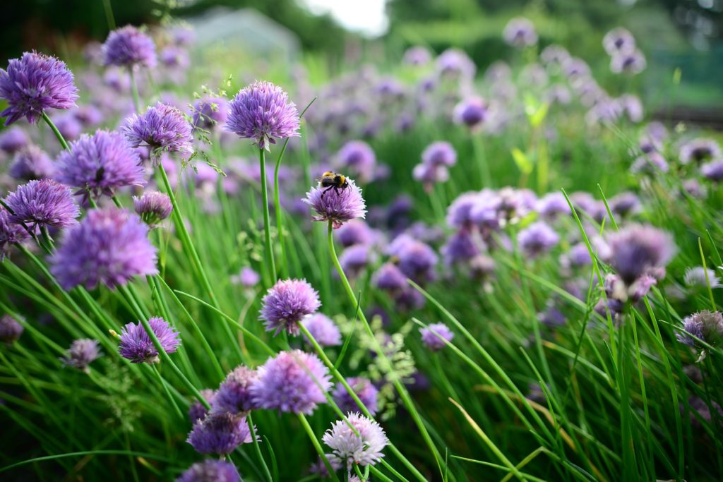 chive flowers for bees
