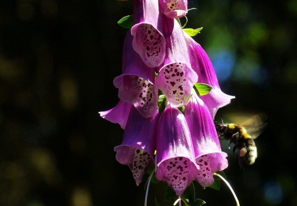 foxglove for bees
