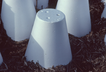 insulated-rose-cones