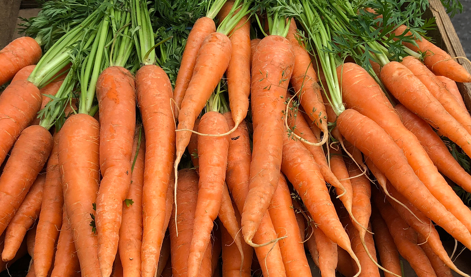 carrots in cold weather