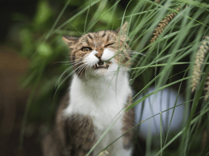cat_eating_lemongrass
