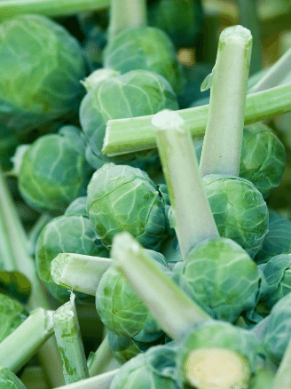 growing Brussels sprouts
