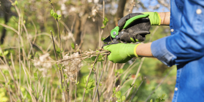 pruning hydrangea
