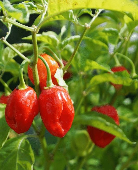 hot pepper plants in the garden