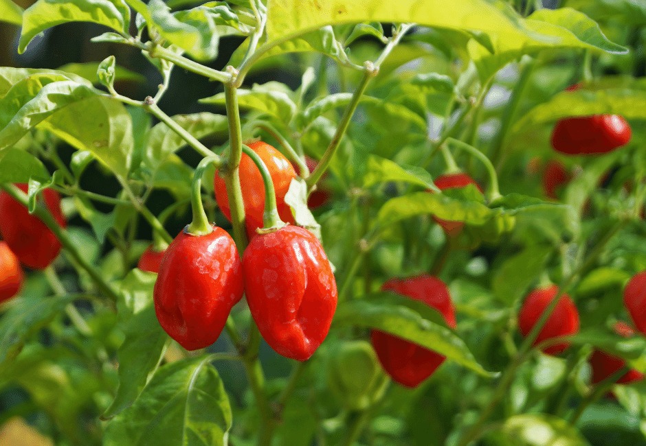hot pepper plants in the garden