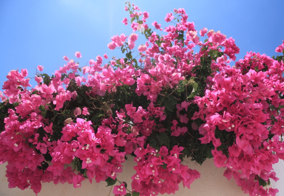 how to grow bougainvillea