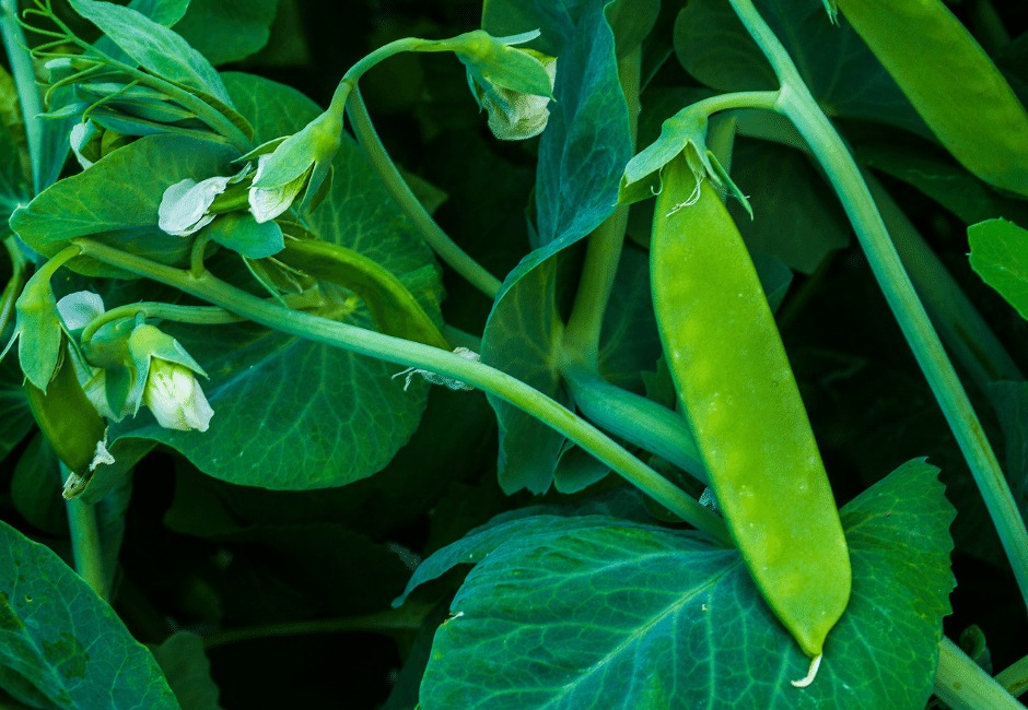 pea plants in garden