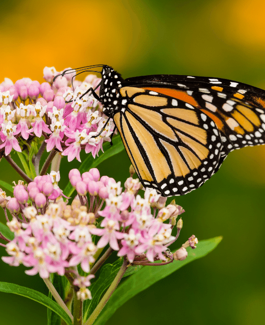 A monarch butterfly on a milkweed plant