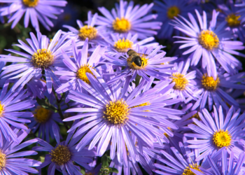 purple aster fall flower